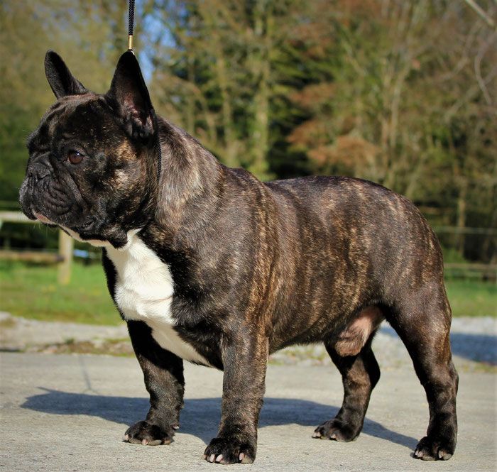 Du Domaine Des Smooth Dog - Le futur Papa...