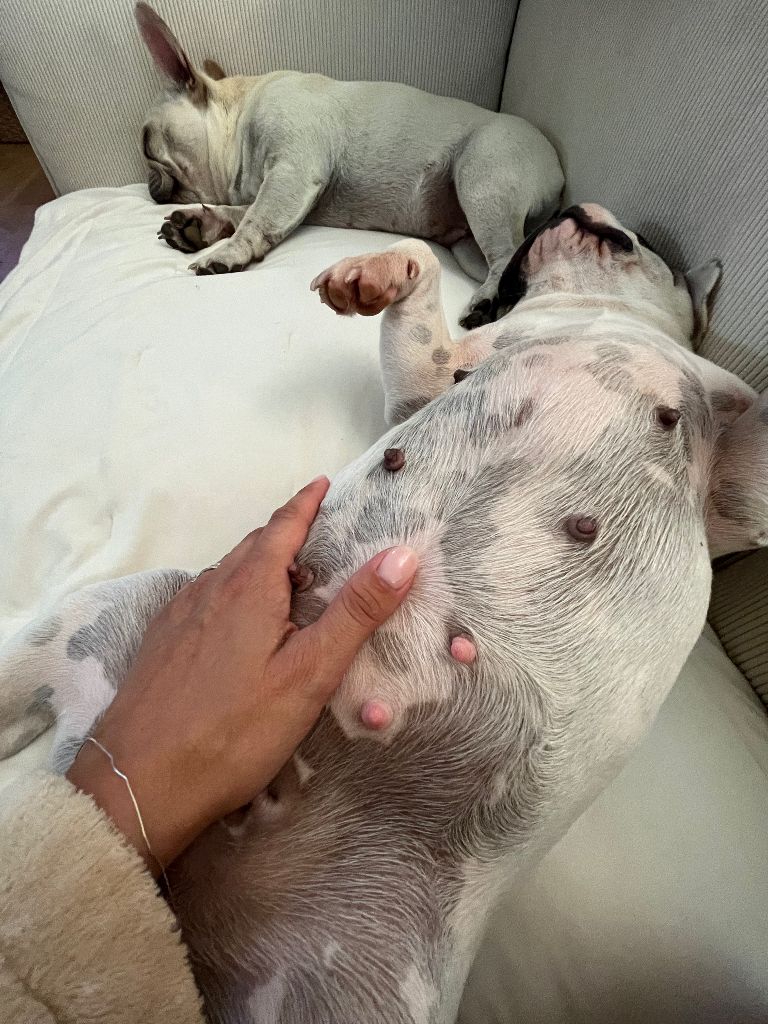 Du Domaine Des Smooth Dog - We're having a Baby 